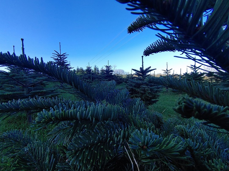 Young Noble Firs
